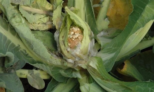 花椰菜菌核病.jpg