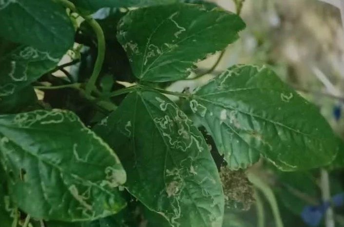 菜豆美洲斑潜蝇防治技术 - 新农讯